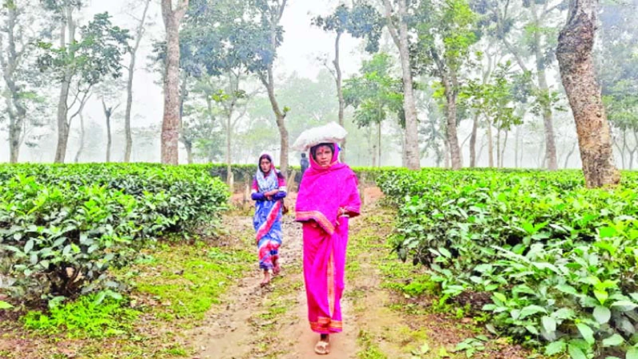 চা উৎপাদনে ভাটা পড়েছে