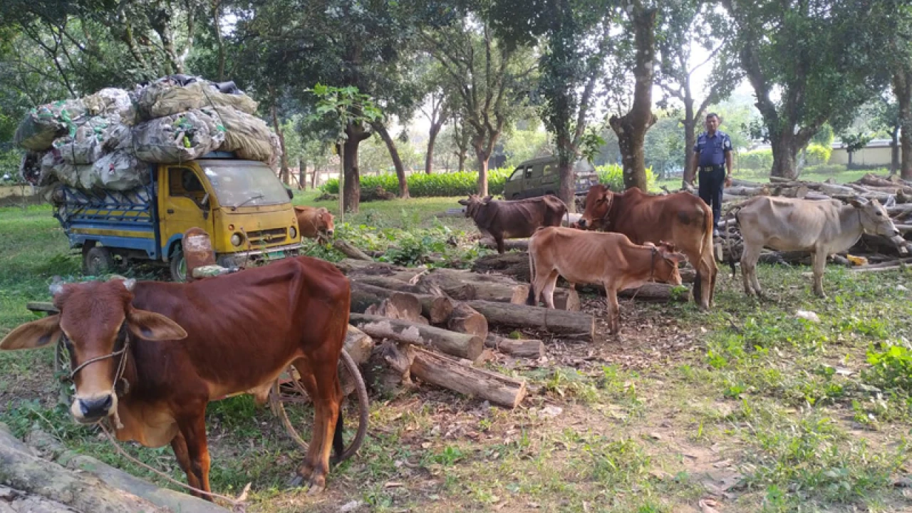 পুলিশের অভিযানে ৭ চোরাই গরু উদ্ধার