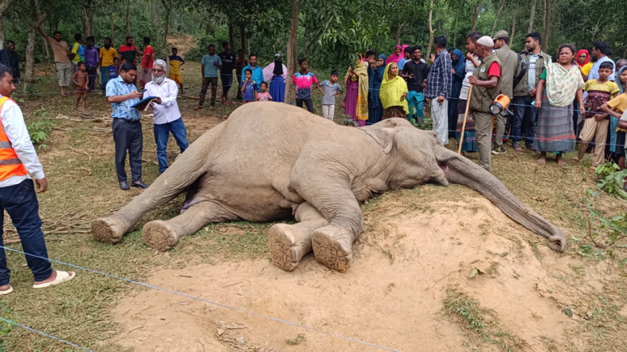 জেনারেটরের তারে জড়িয়ে বন্যহাতির মৃত্যু, কৃষক আটক