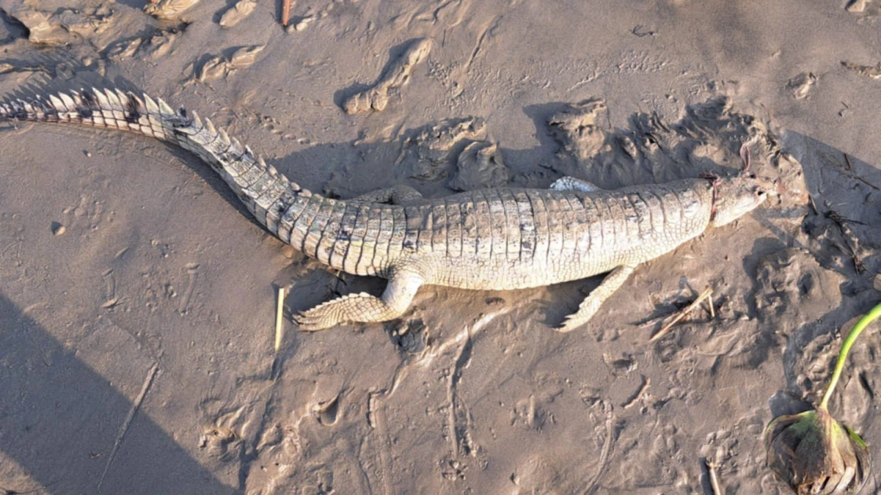 পদ্মায় জালে ধরা পড়ল কুমির, পিটিয়ে হত্যা