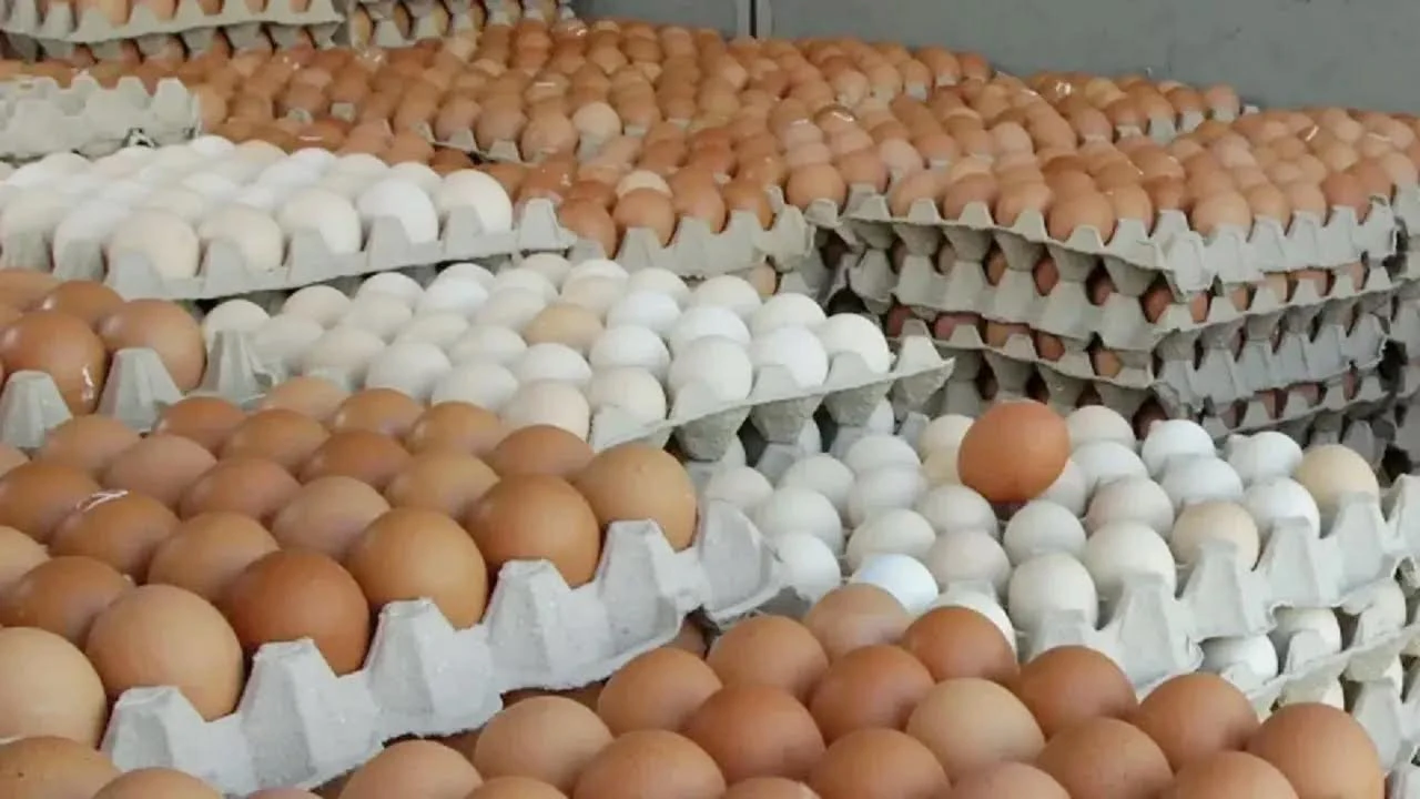 ১৯ কোটি ডিম আমদানির অনুমোদন দিল সরকার