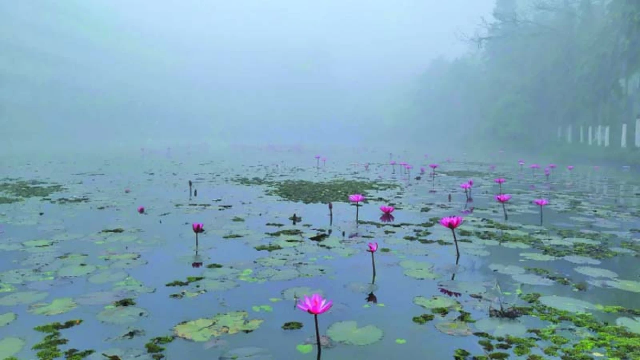 কুয়াশায় মোড়ানো নজরুল বিশ্ববিদ্যালয়