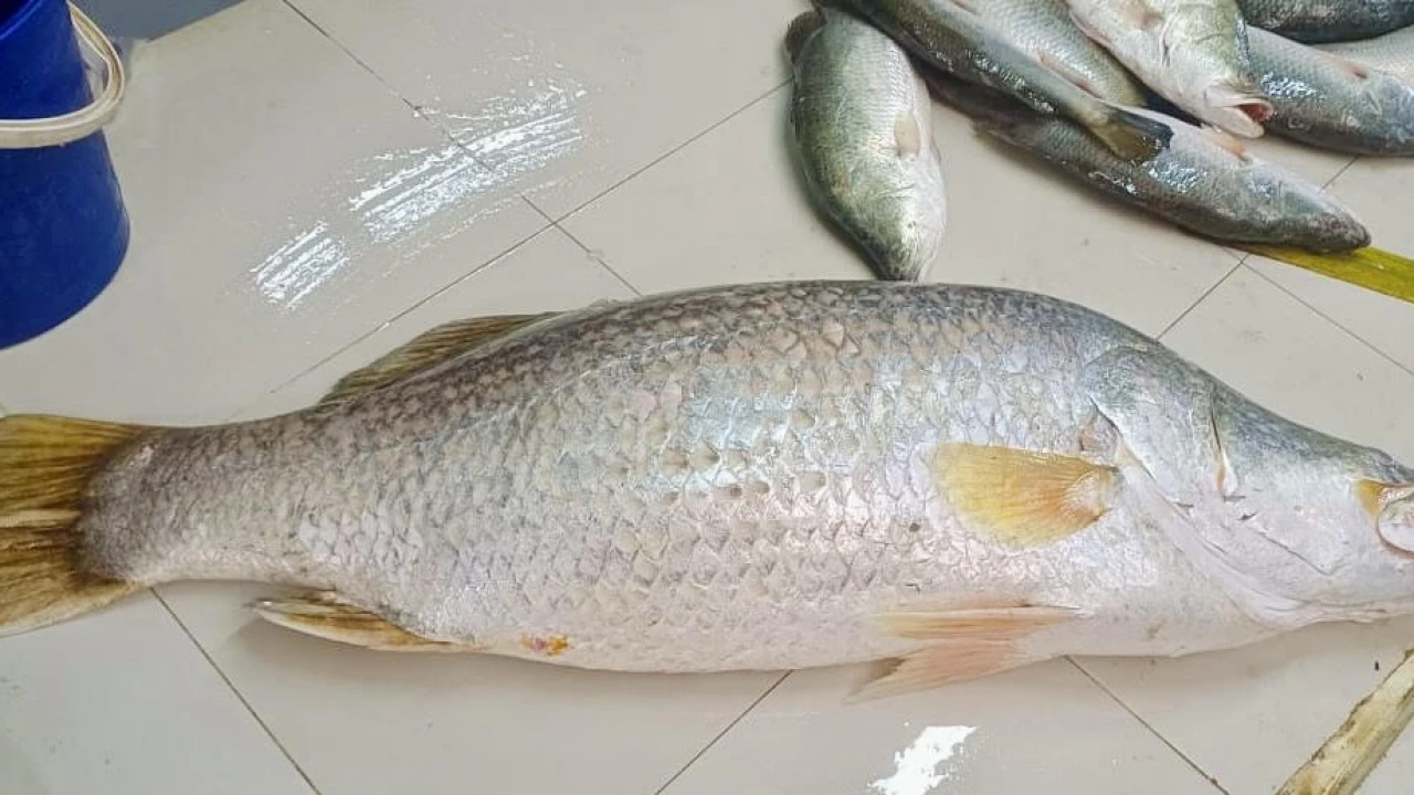 এক কোরালের দাম ২০ হাজার টাকা 