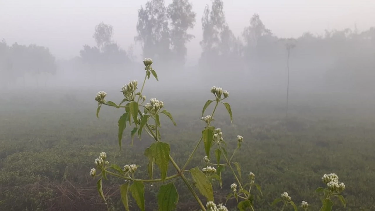 তেঁতুলিয়ায় তাপমাত্রা নামল ১১ ডিগ্রিতে