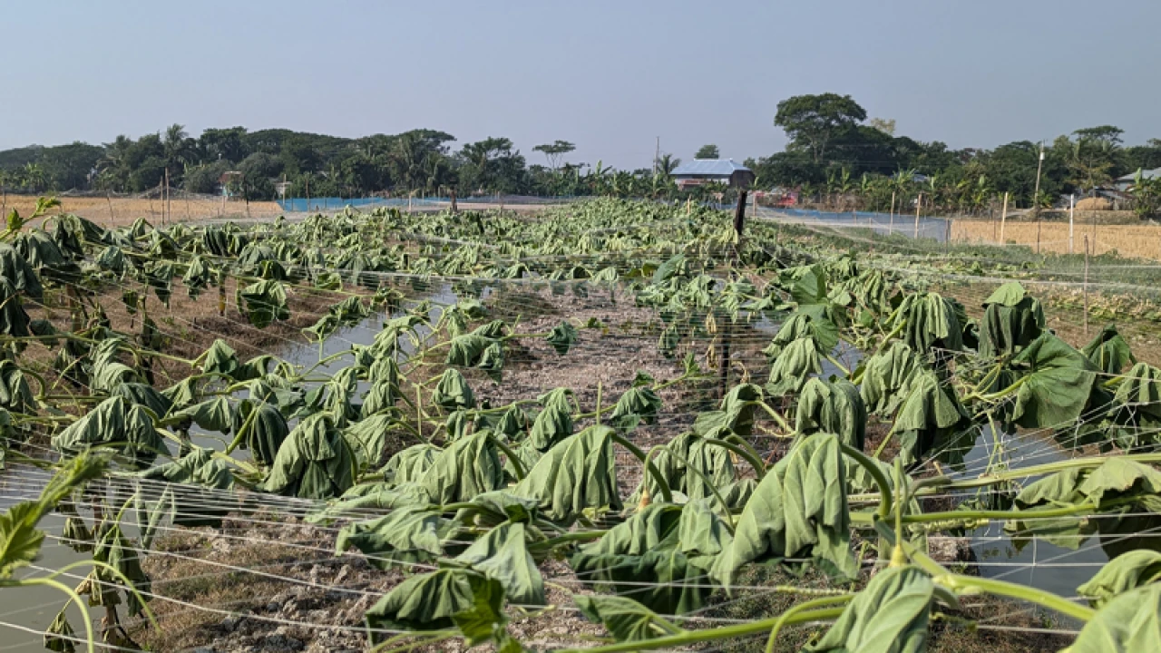কেটে ফেলা হলো কৃষকের সবজি ও ফলের গাছ