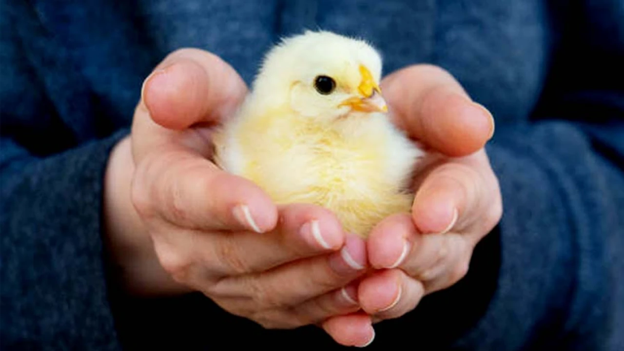 মুরগির জীবন্ত বাচ্চা খেয়ে মারা গেলেন যুবক