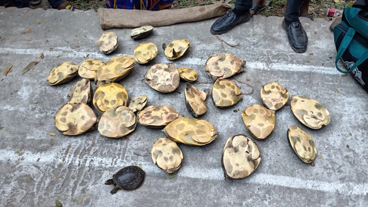 ২৬ কচ্ছপসহ আটক নারীকে এক বছরের কারাদণ্ড