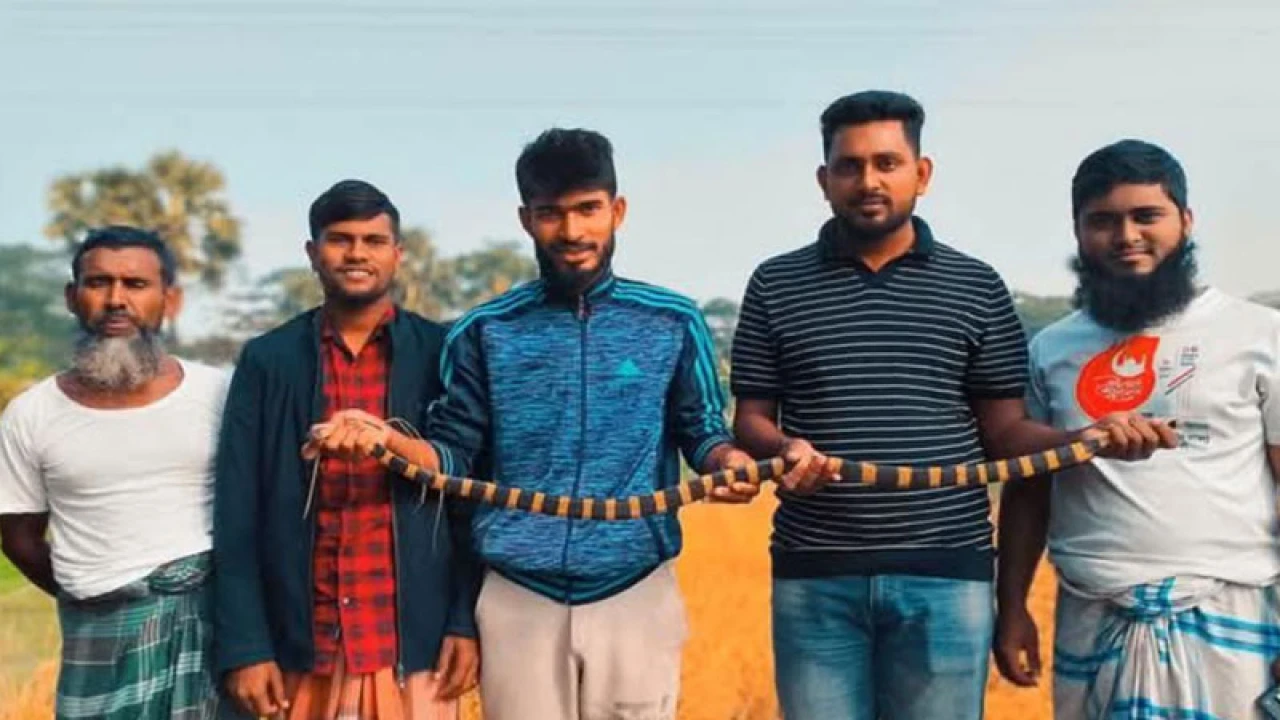 ধানক্ষেত থেকে বিষধর শঙ্খিনী সাপ উদ্ধার