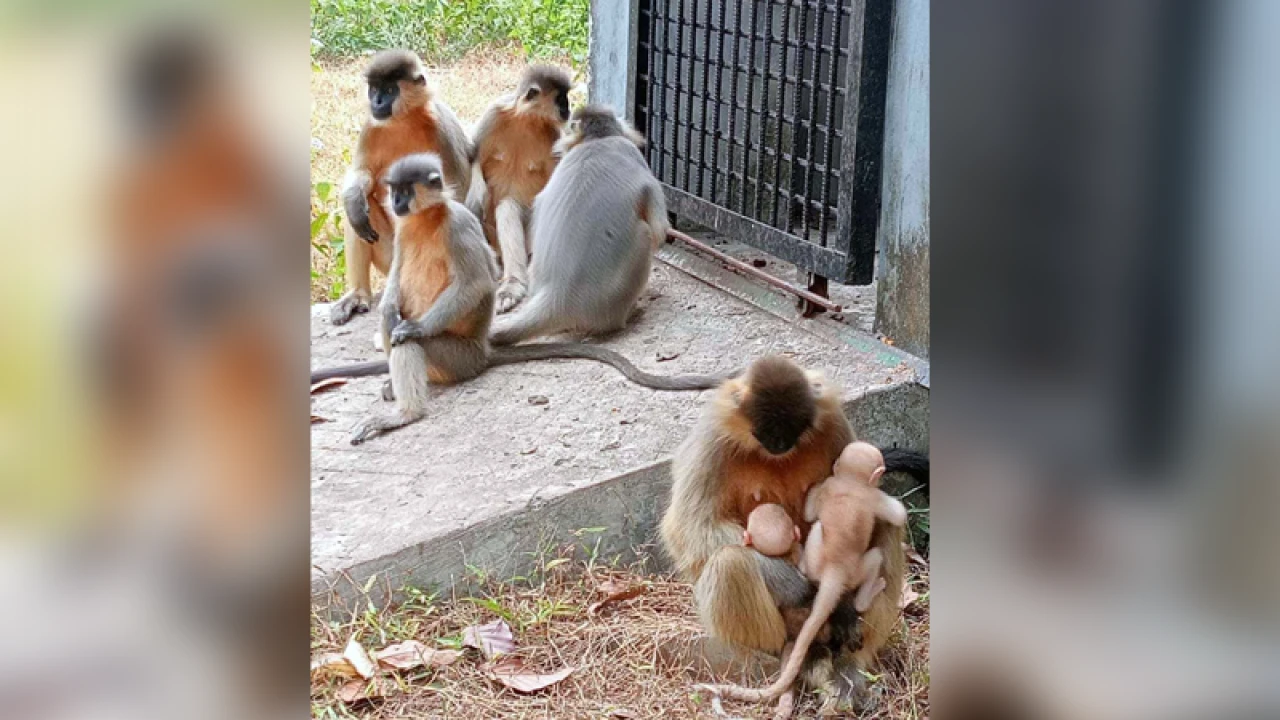 সাফারি পার্কে জন্ম নিল বিপন্ন প্রজাতির হনুমান শাবক