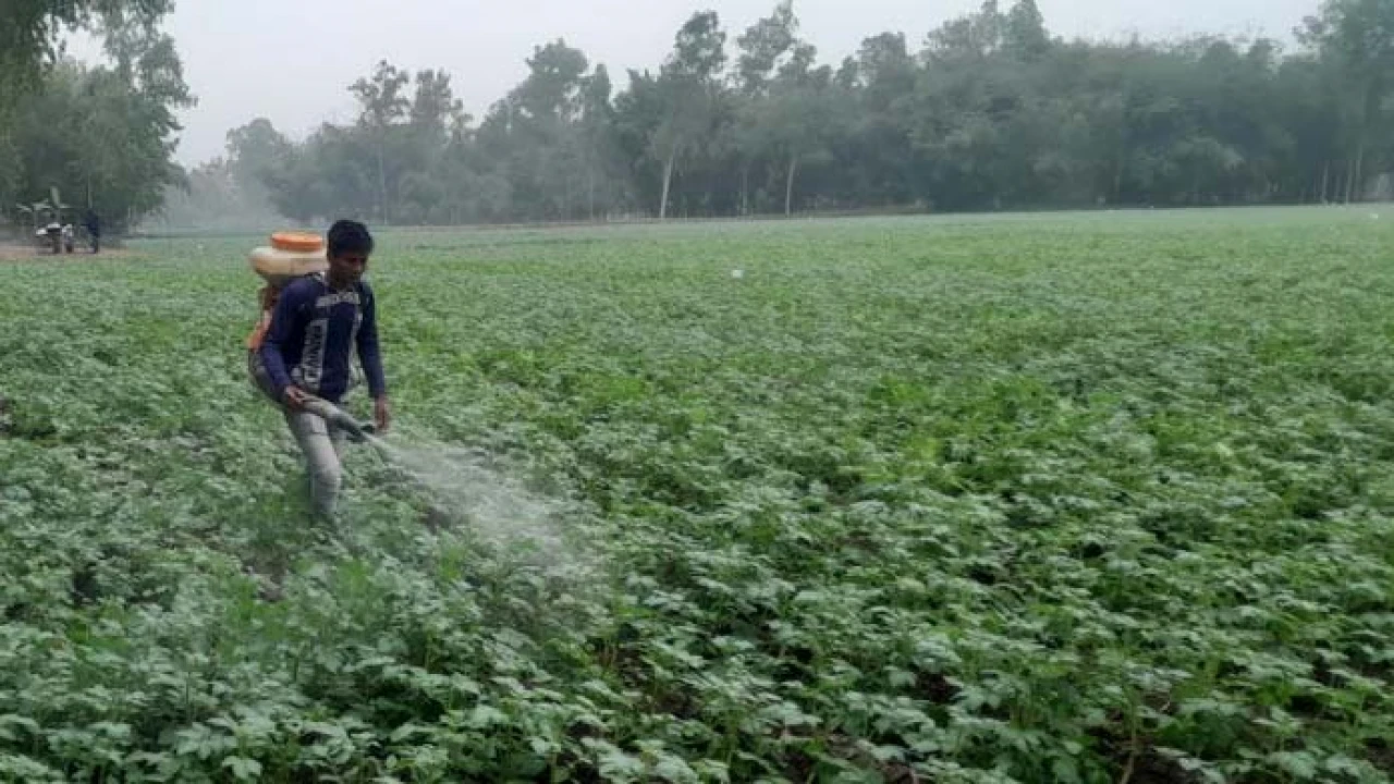 পঞ্চগড়ে তাপমাত্রার পারদ নেমেছে ৮ ডিগ্রিতে