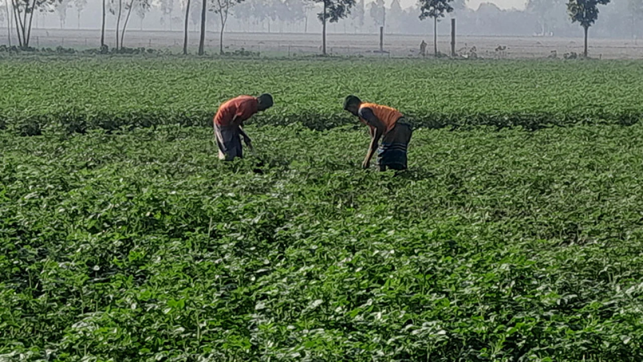 মৃদু শৈত্যপ্রবাহে কাঁপছে পঞ্চগড়, তাপমাত্রা ৯ ডিগ্রির ঘরে