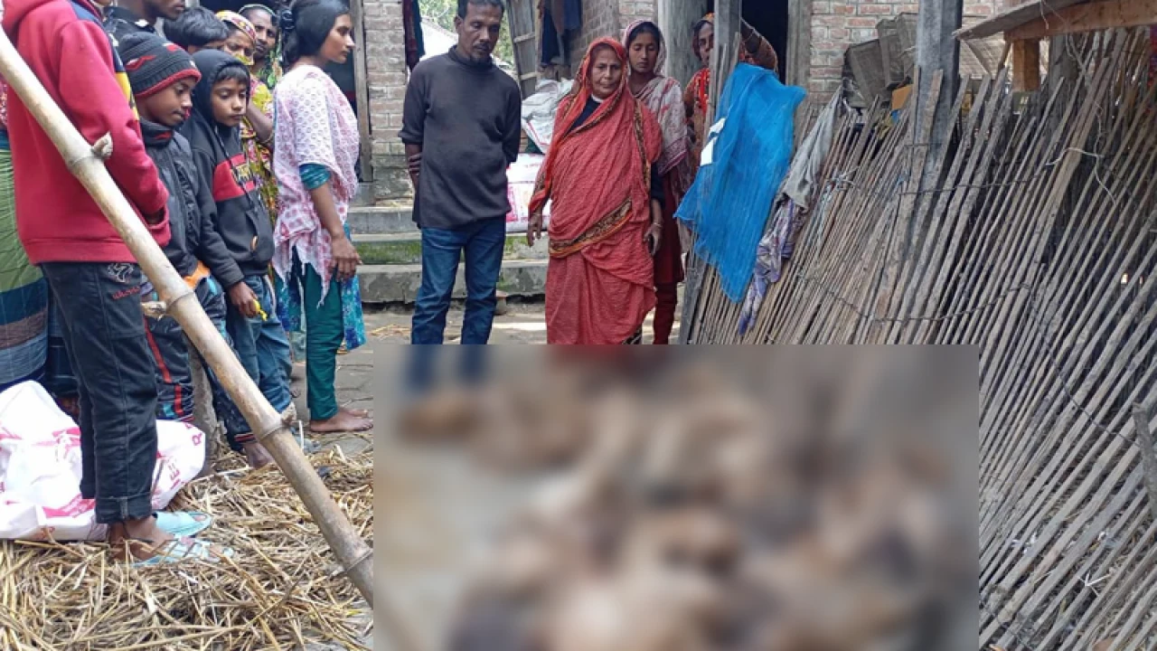 ভুয়া চিকিৎসকের ইনজেকশনে ৪ শতাধিক হাঁসের মৃত্যু