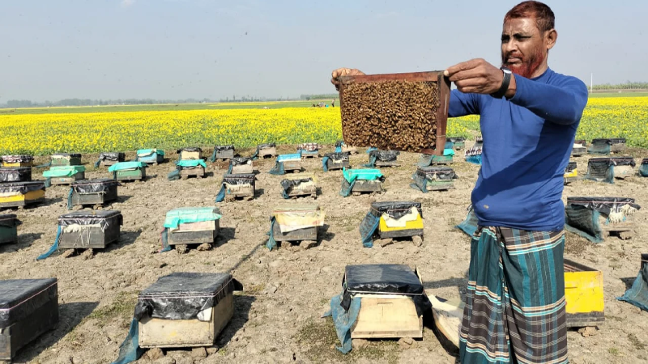 তাড়াশে মধু সংগ্রহের উৎসব, ফলন বৃদ্ধির আশা কৃষকের