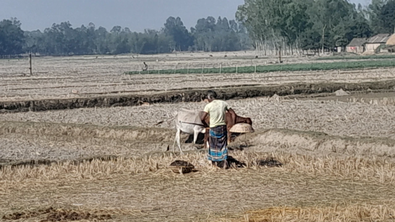 পঞ্চগড়ে তাপমাত্রা ৮ ডিগ্রির ঘরে, মৃদু শৈত্যপ্রবাহ 