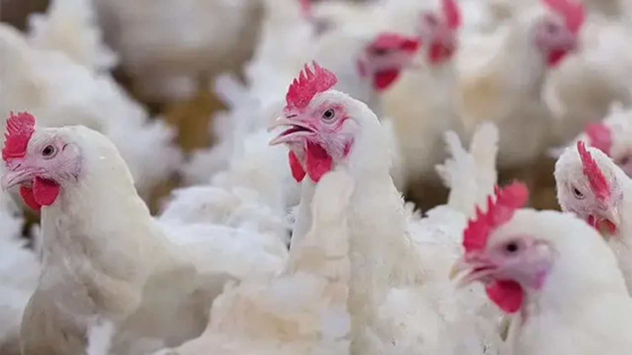 গরিবের নাগালের বাইরে কম দামি ব্রয়লার মুরগি