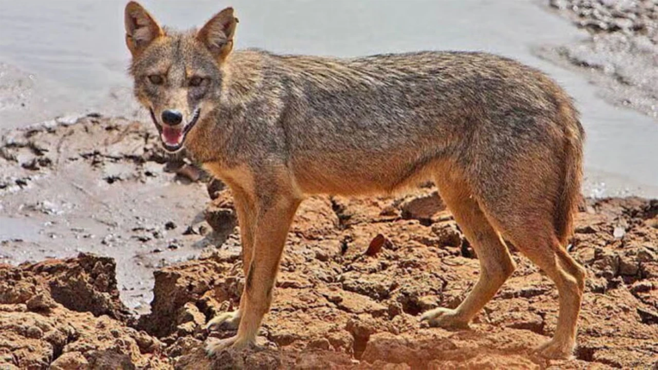 শিয়ালের কামড়ে এক দিনে আহত ৮, আতঙ্কে এলাকাবাসী