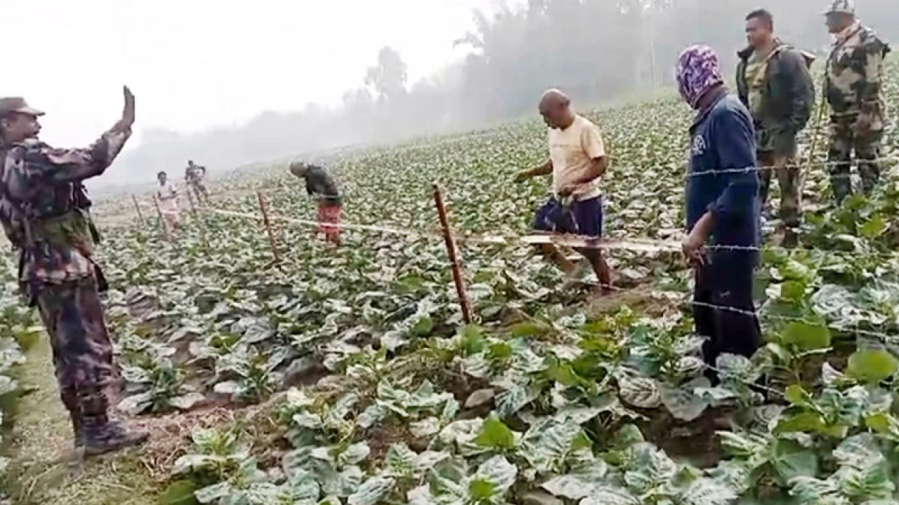 সীমান্তের সেই কাঁটাতারের বেড়ায় এবার বাঁশ লাগানোর চেষ্টা