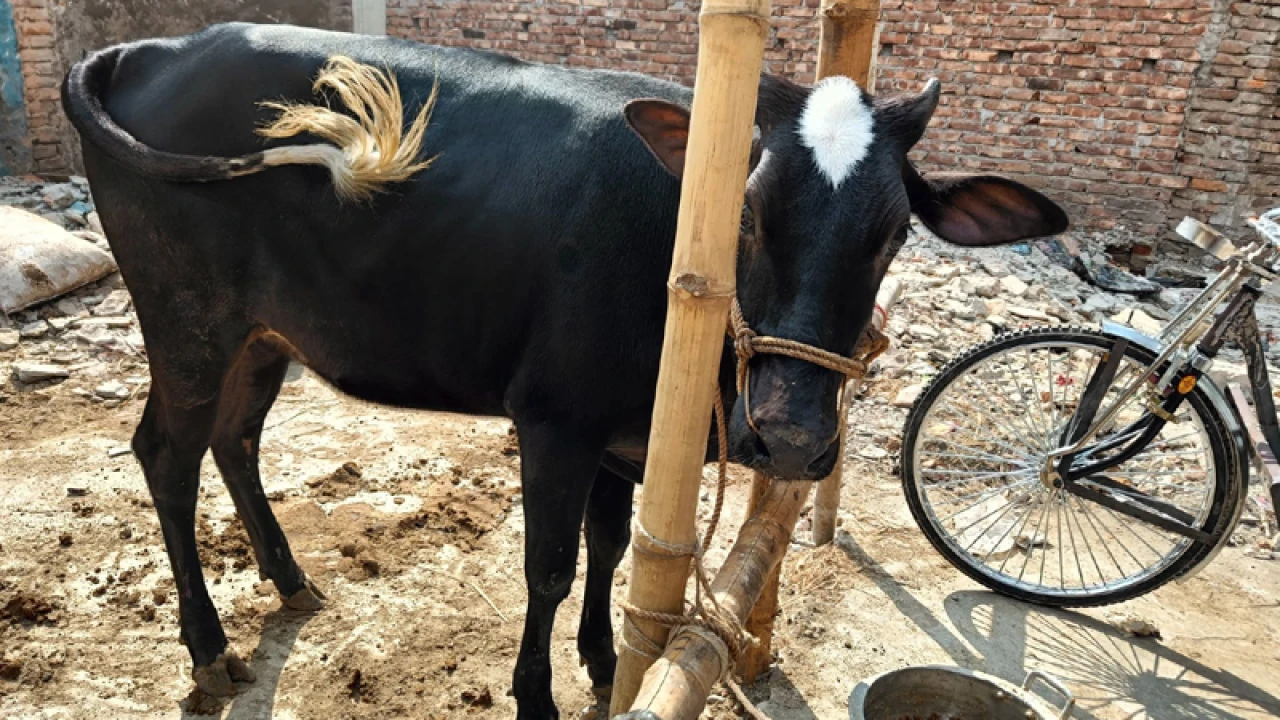 ধানমন্ডি ৩২ নম্বরে গরু জবাই, করা হবে ভূরিভোজ 