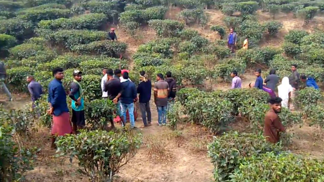 চা বাগান থেকে কিশোরীর গলা ও হাত কাটা মরদেহ উদ্ধার