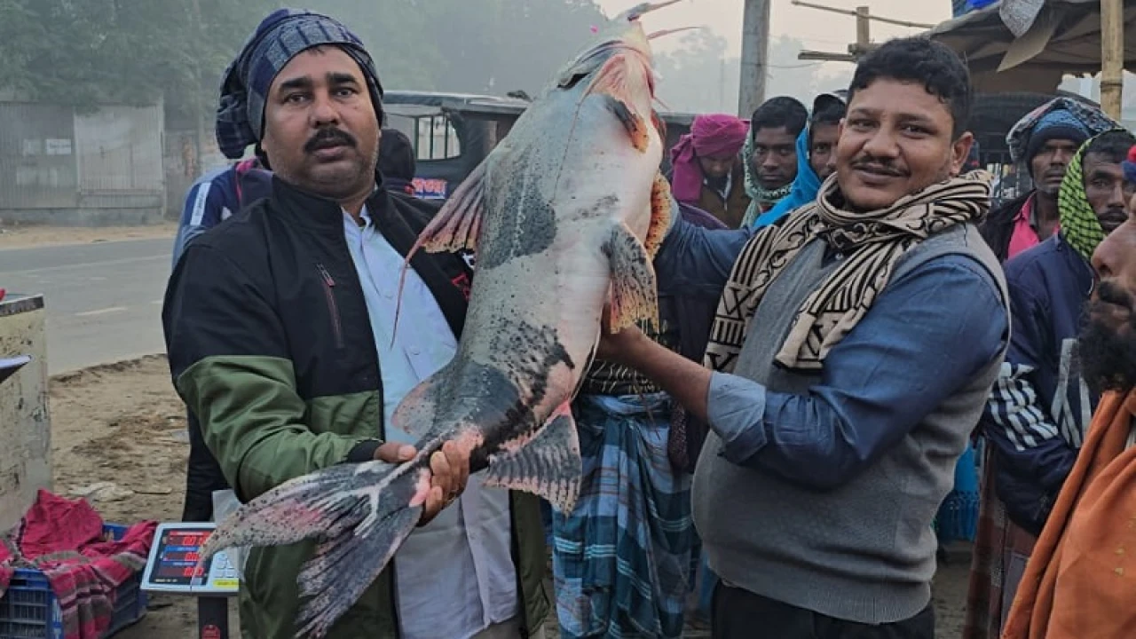 পদ্মায় ধরা পড়ল ২০ কেজির বাঘাইড় 