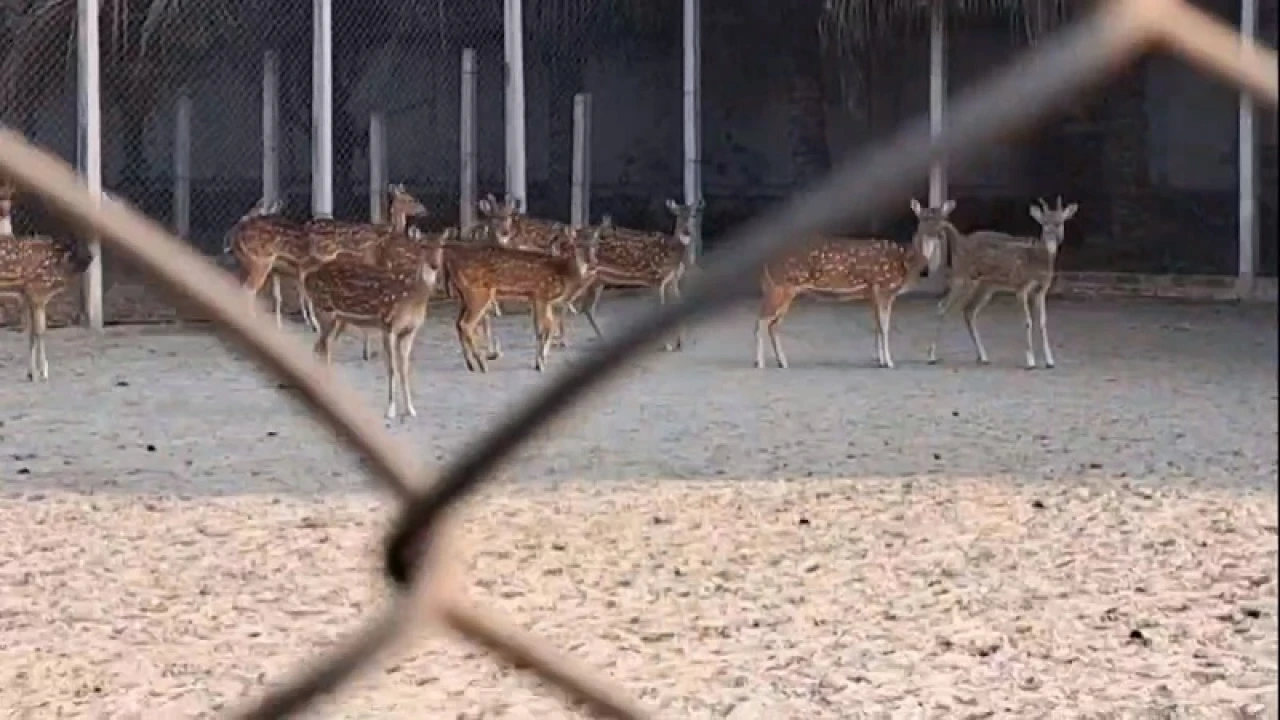 সাবেক স্বরাষ্ট্রমন্ত্রীর ইটভাটায় মিলল চিড়িয়াখানা!