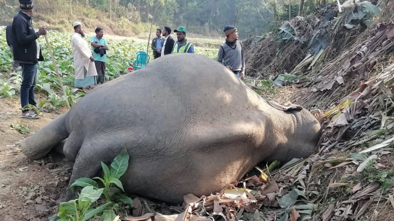 চকরিয়ায় আবারও বন্য হাতির মৃত্যু 