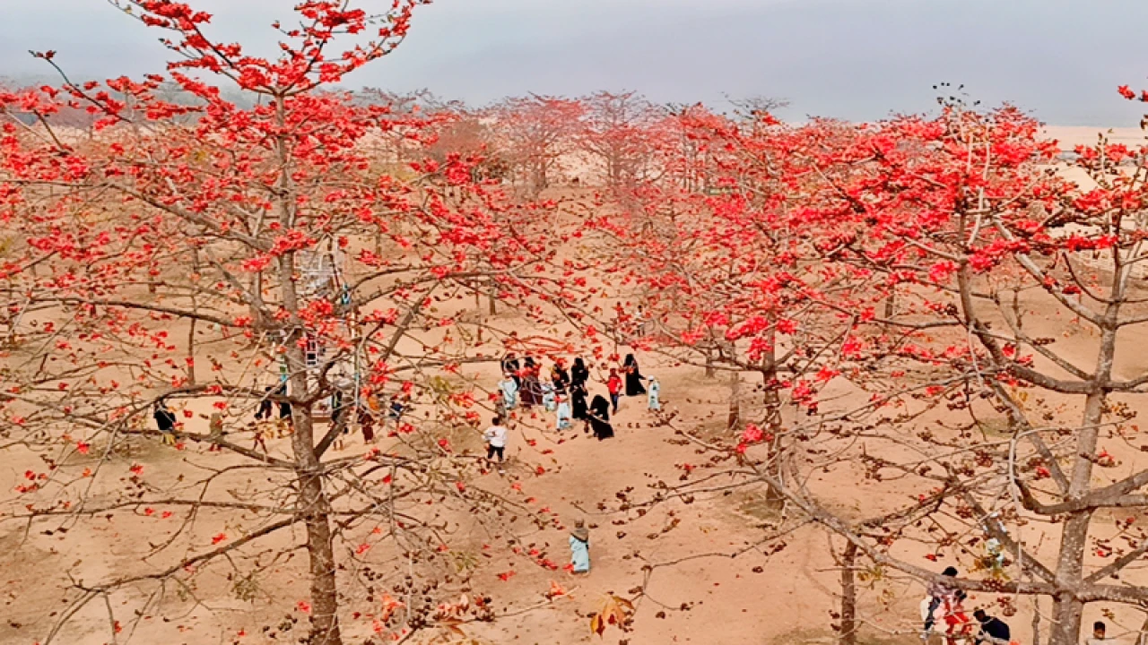 ৩০০০ শিমুল গাছ, লাল ফুলের বাগানে পর্যটকদের ভিড়