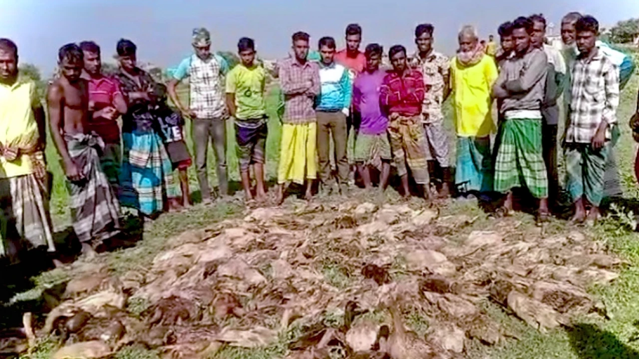 বিষটোপে মারা গেল খামারির ৫০০ হাঁস