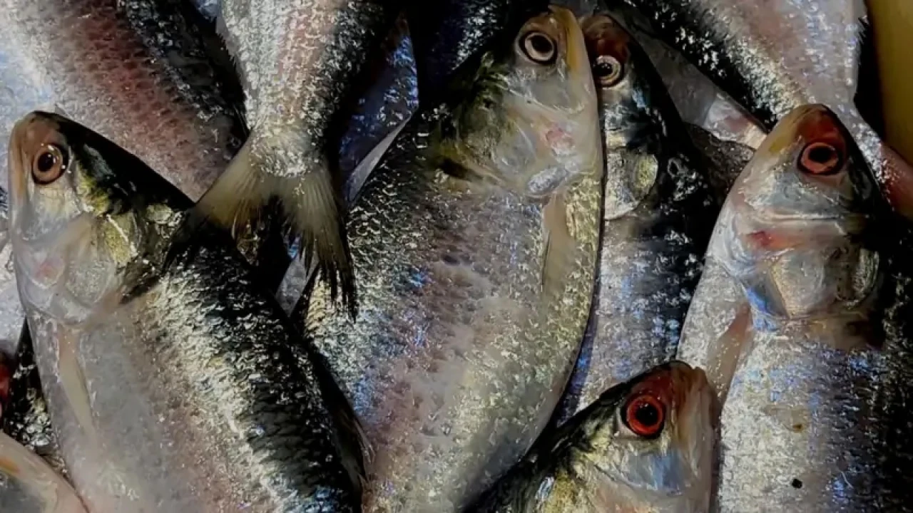 বাংলাদেশ থেকে ইলিশ নিতে চায় চীন