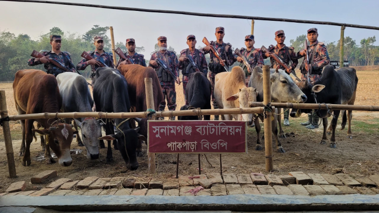 সুনামগঞ্জের সীমান্ত থেকে ১০ ভারতীয় গরু আটক