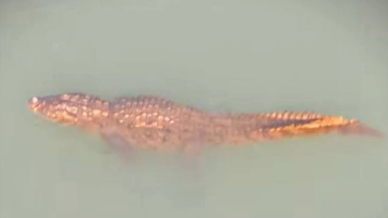 গড়াই নদীতে কুমির, আতঙ্কে নদীতীরের মানুষ