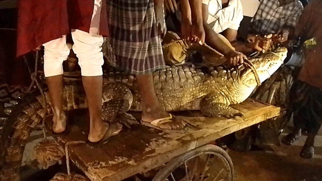 লোকালয়ে ধরা পড়ল বিশাল কুমির