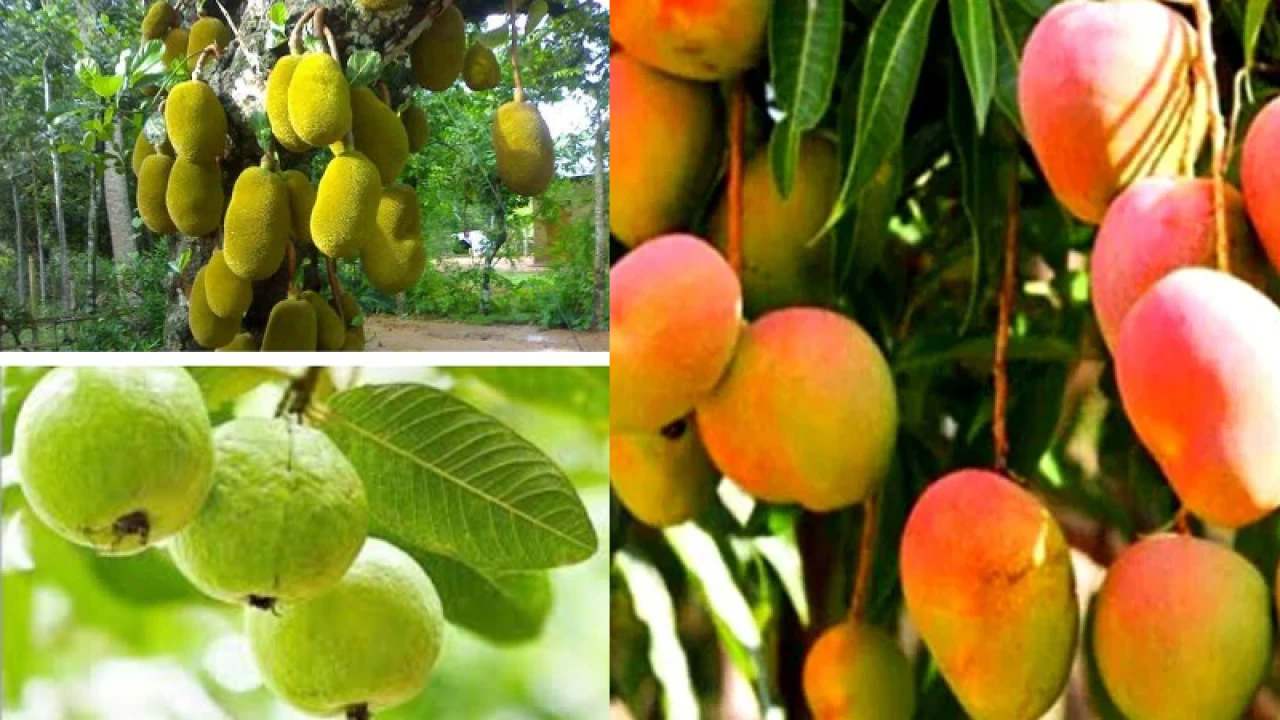 বাংলাদেশ থেকে আম, পেয়ারা ও কাঁঠাল আমদানি করবে চীন