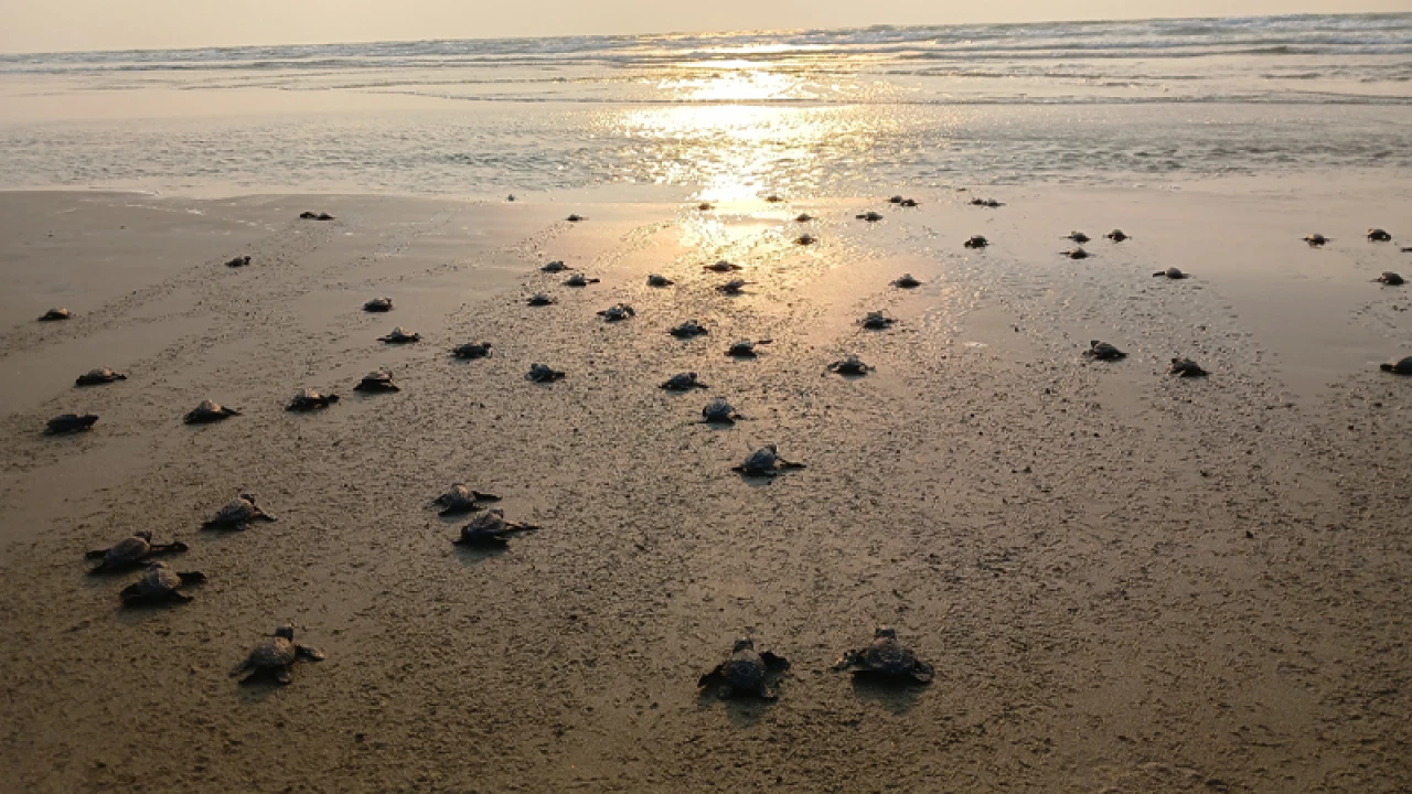 ২০ দিনে ১ হাজার ৫০০ কাছিমের ছানা সাগরে অবমুক্ত