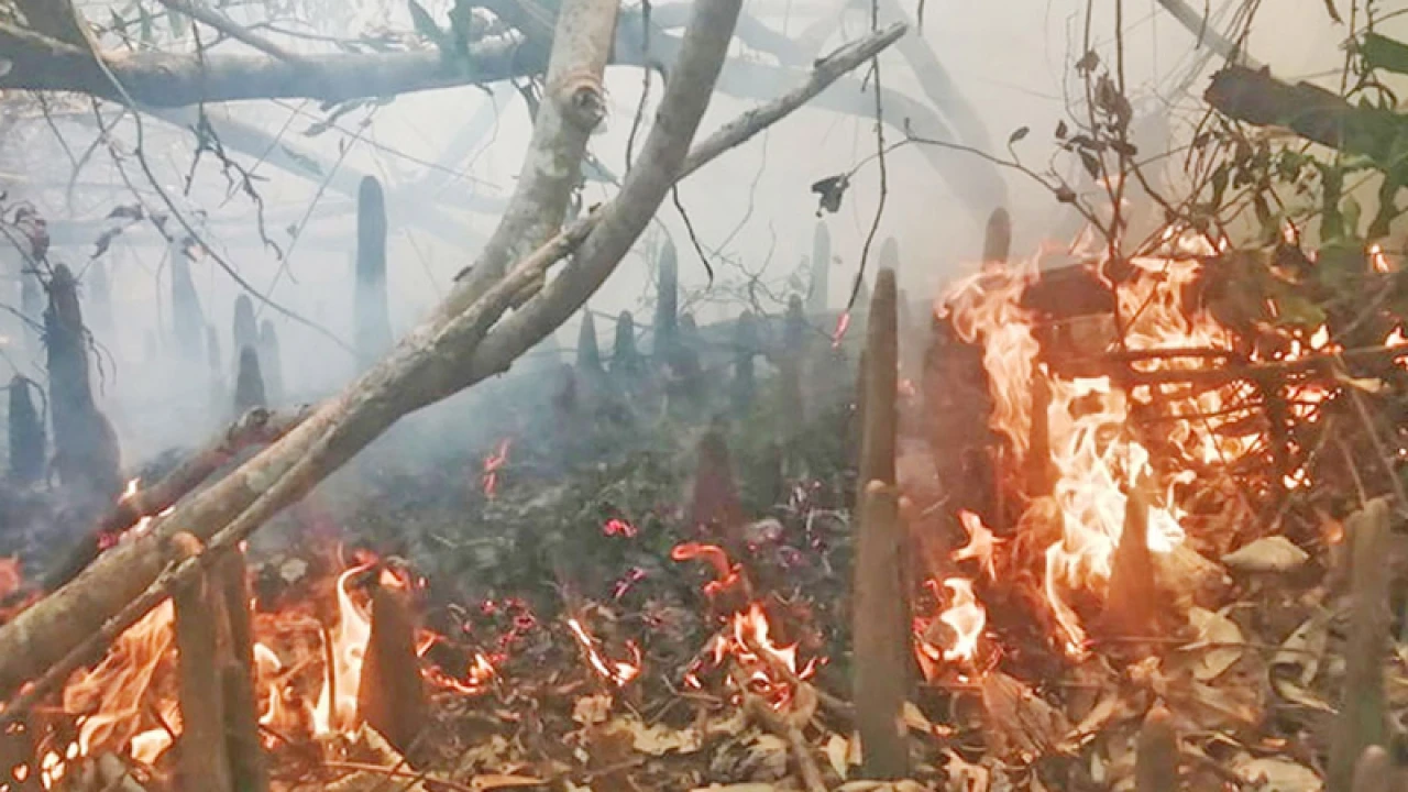 জ্বলছে সুন্দরবন, নিয়ন্ত্রণে ফায়ার লাইনে দেওয়া হচ্ছে পানি