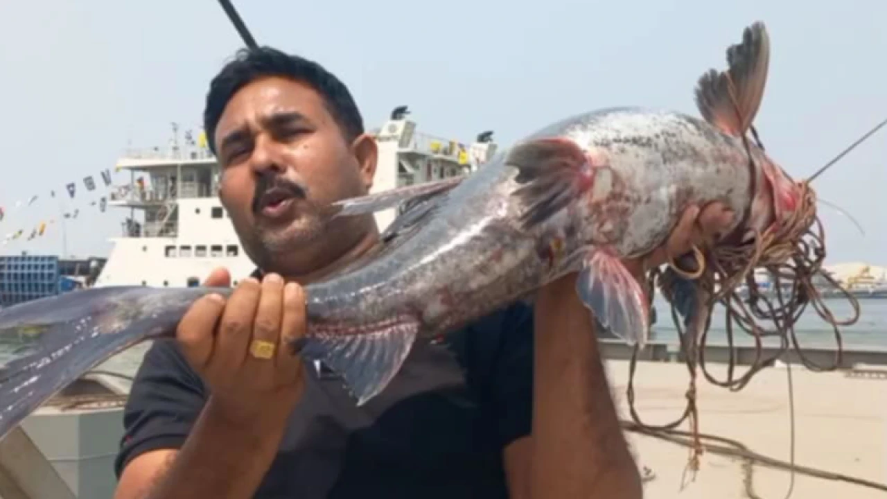 পদ্মায় ধরা পড়ল কালো আইড়