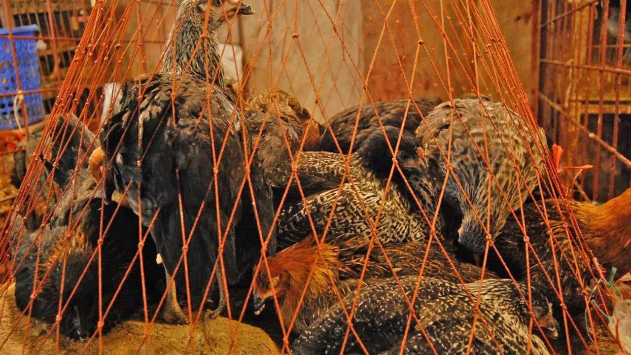 ঈদে মুরগির বাজার চড়া, বেড়েছে গ্রীষ্মকালীন সবজির দাম