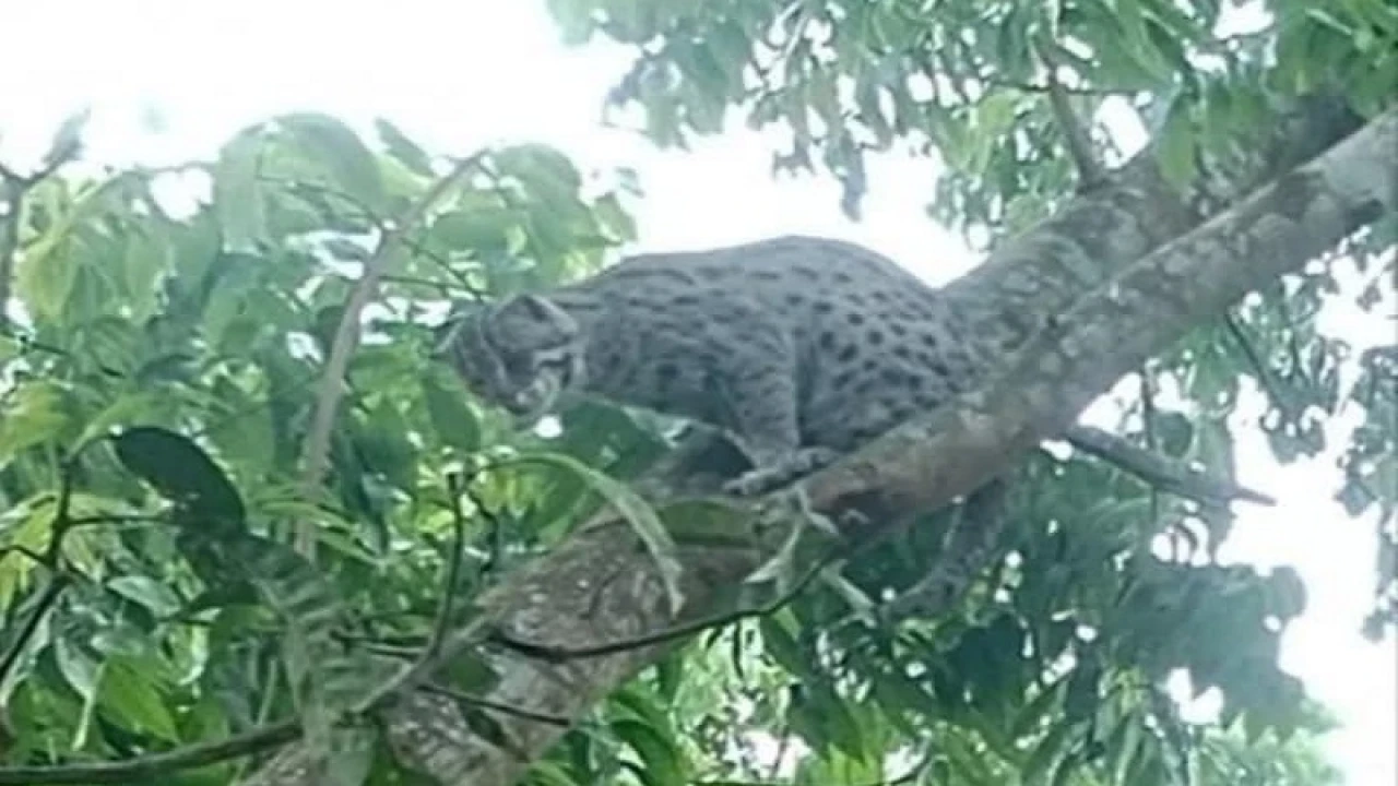 শৈলকুপায় বিলুপ্তপ্রায় মেছো বাঘ উদ্ধার