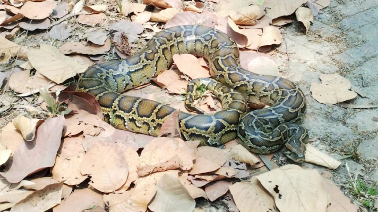 মিরপুরের আবাসিক এলাকায় পাওয়া গেল বিশালাকার অজগর 