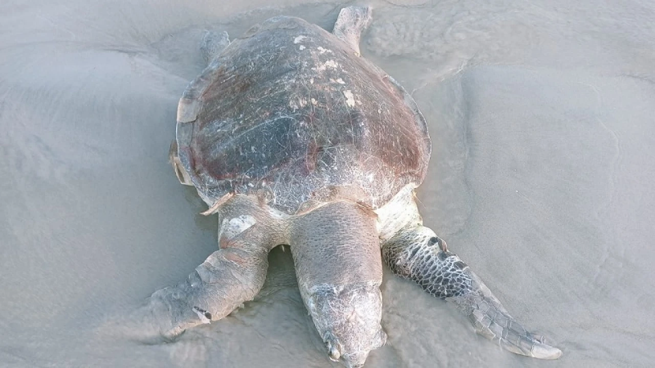কুয়াকাটা সৈকতে ভেসে এল বিরল প্রজাতির মৃত কচ্ছপ