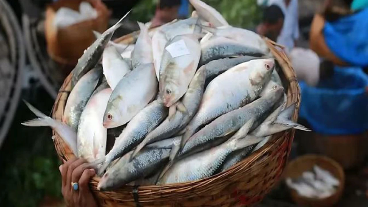 পহেলা বৈশাখকে কেন্দ্র করে নাগালের বাহিরে ইলিশের দাম