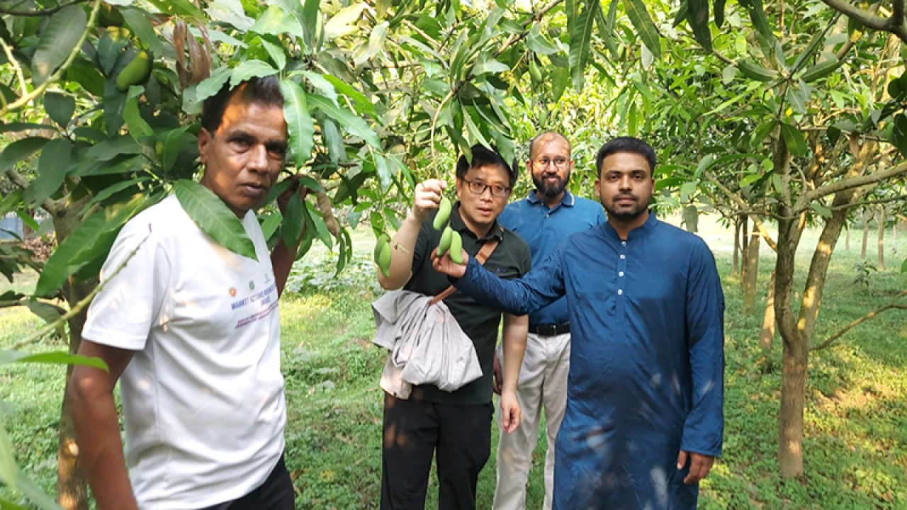 চাঁপাইনবাবগঞ্জের আম কিনতে চায় চীন