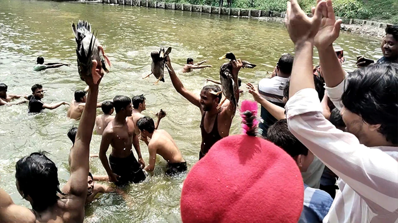 ১০ হাঁস ধরতে পুকুরে নামলেন ৪০ জন