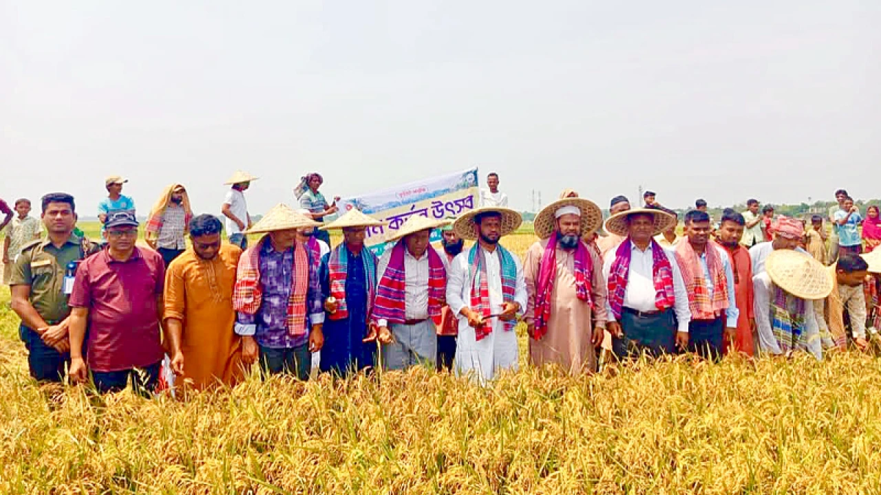 তাহিরপুরে সাড়ে ৩০০ কোটি টাকার বোরো ধানের ফলন