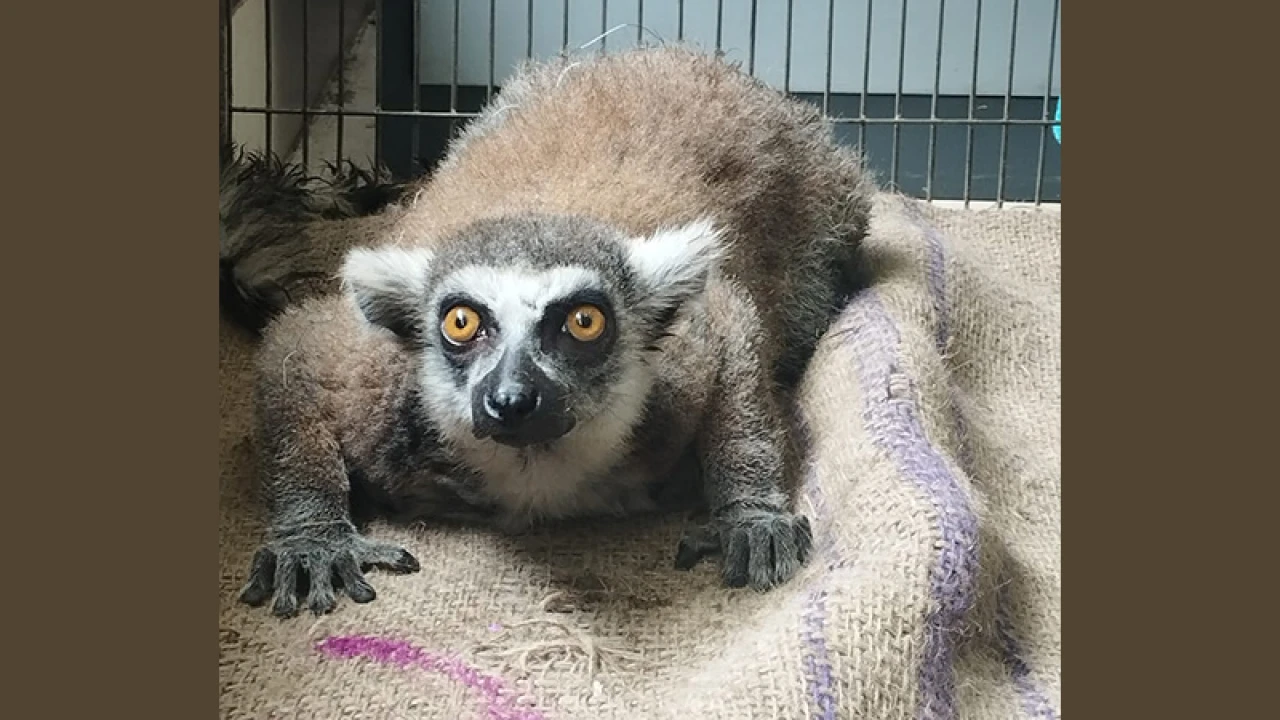 গাজীপুর সাফারি পার্ক থেকে চুরি হওয়া লেমুর উদ্ধার করেছে পুলিশ