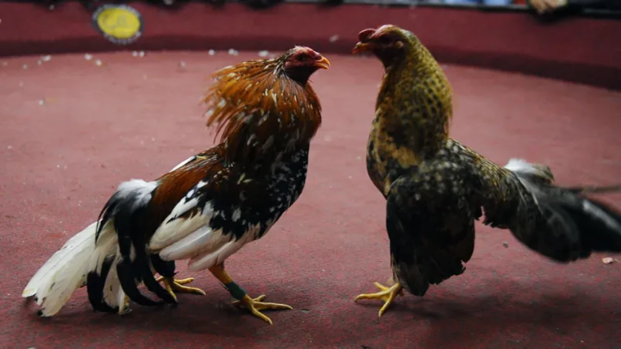 ইকুয়েডরে মোরগলড়াইয়ে গোলাগুলি, নিহত ১২