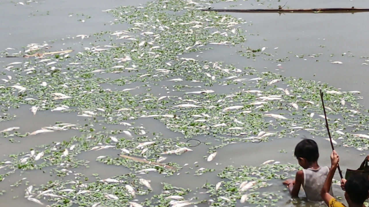 বিষ দিয়ে মারা হলো ২০ লক্ষাধিক টাকার মাছ