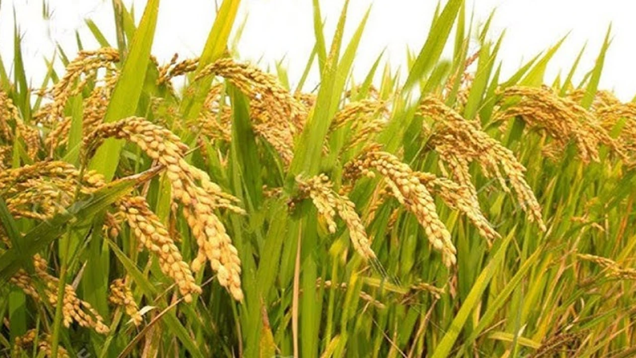 যুবলীগ নেতার পাকা ধান কেটে নিয়ে গেলেন যুবদল নেতা