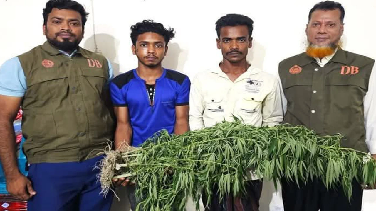 ভুট্টা ক্ষেতে গাঁজা চাষ, আটক ২ যুবক
