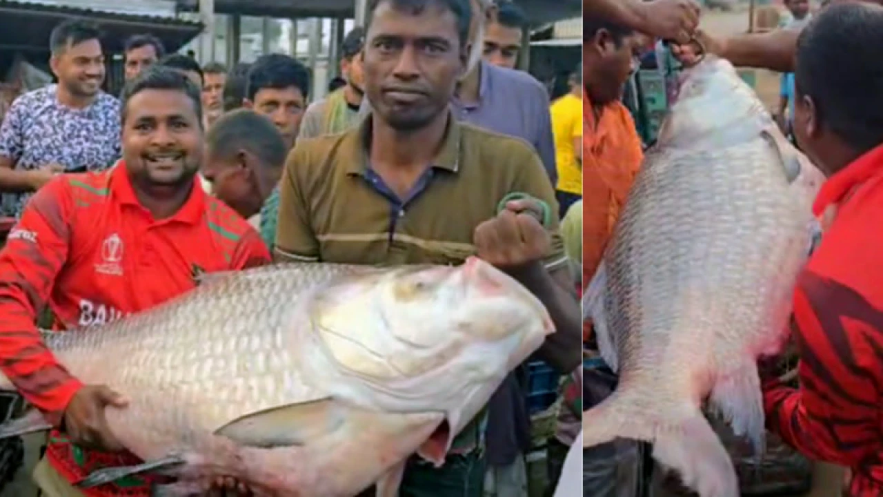 পদ্মায় ধরা পড়ল ৩২ কেজির কাতল, অর্ধ লাখ টাকায় বিক্রি